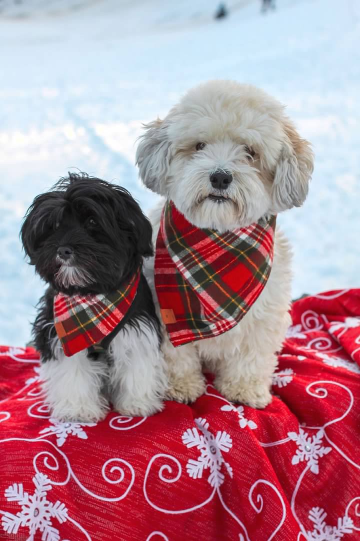 Two dogs with scarves on
