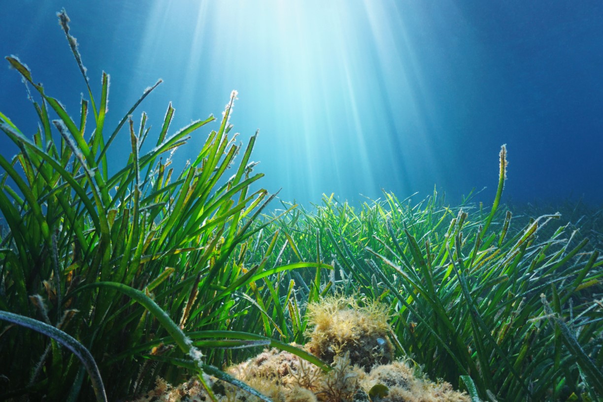 Sunlight illuminating underwater seagrass meadow