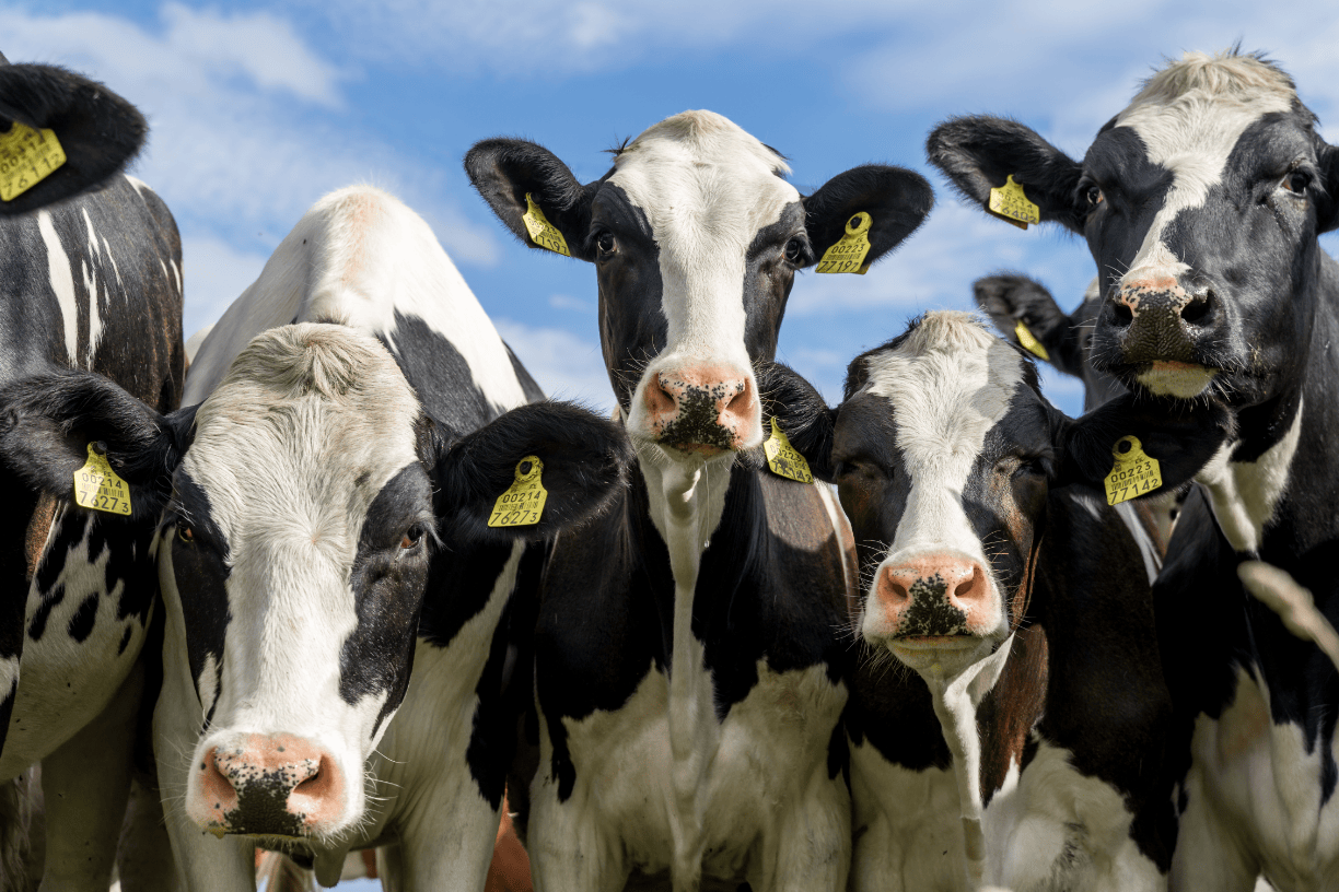 Close-up image of a herd of dairy cows staring directly at camera.