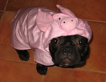 Image of French bulldog wearing a Halloween costume.