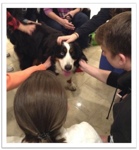 Athena the therapy dog