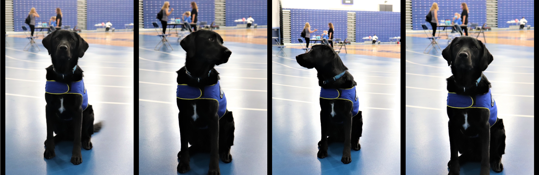 Blue, the university police dog