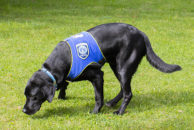 Blue stops to smell the grass. 