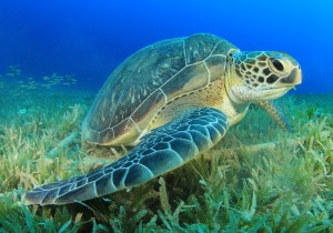 Green sea turtle in Caribbean Sea