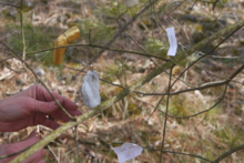little painted sculptures made of clay hanging from branches