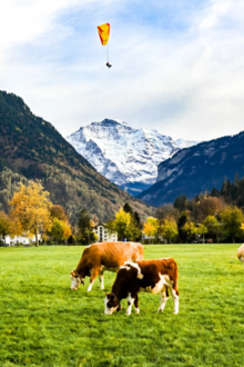 I was so happy I was able to capture so much of the Swiss beauty and culture in a single photo.”