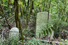two partially obscured gravestones surrounded by overgrown brush and trees