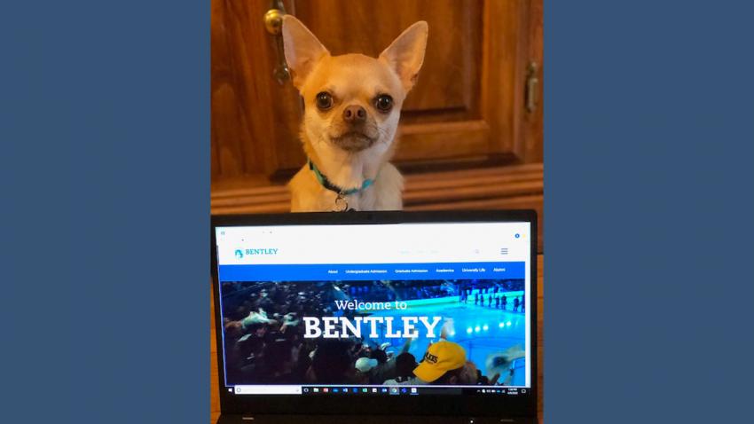Bentley Dog