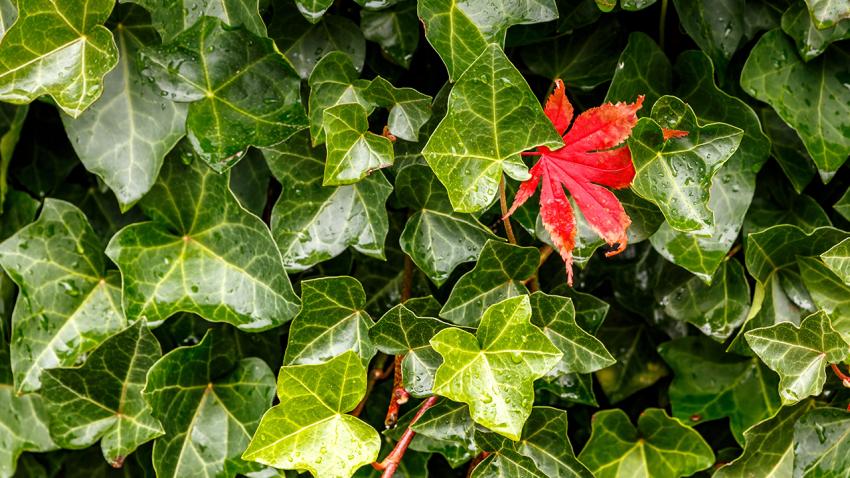Green ivy with one red leaf 