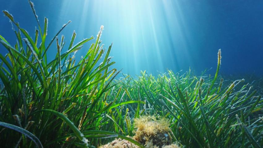 Sunlight illuminating underwater seagrass meadow