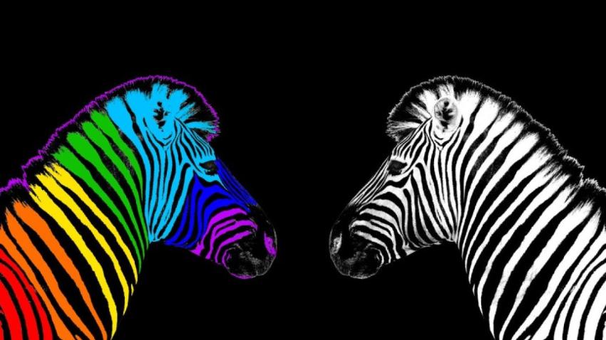 Photo illustration of two zebras facing each other, one featuring the traditional black-and-white color scheme, the other in rainbow colors.