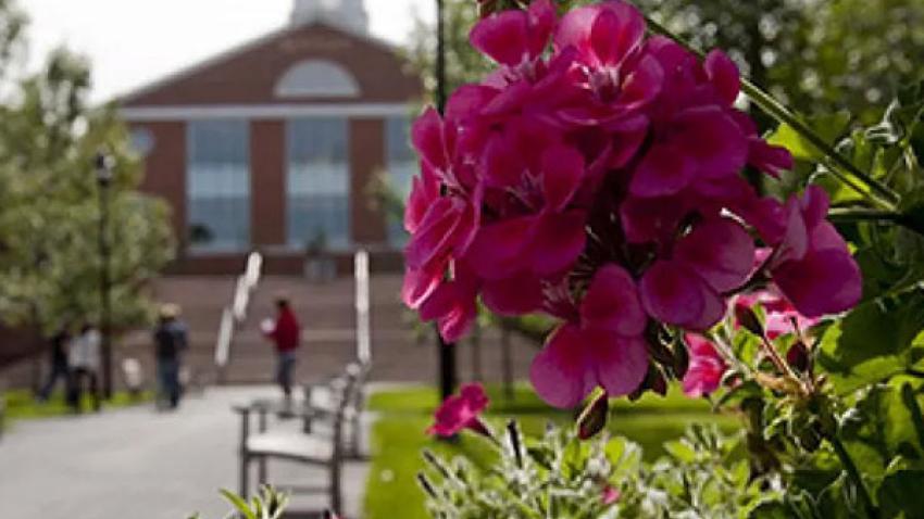 a pink flower with a view of the Bentley University campus in the background