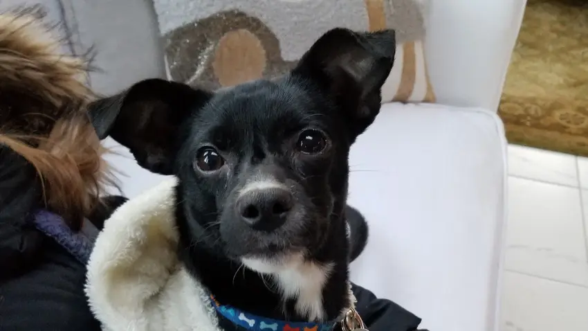Truffle the Dog