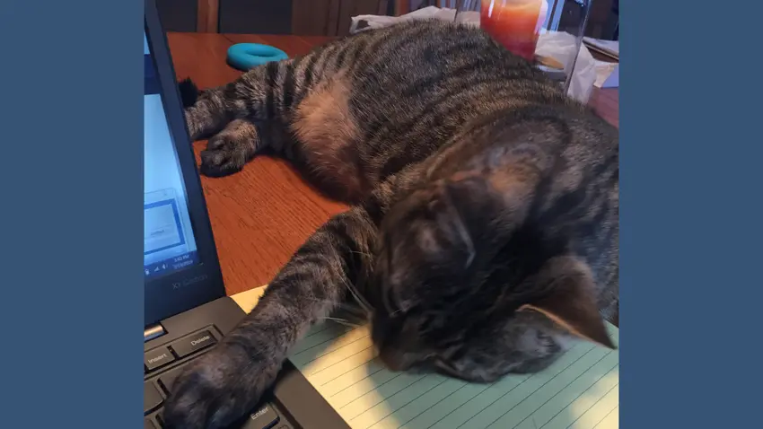 Bentley Cat