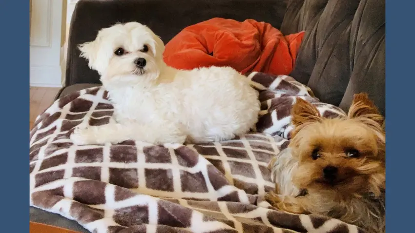 Bentley Dogs