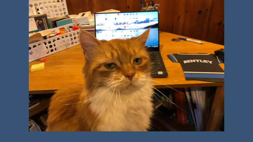 Bentley Cat