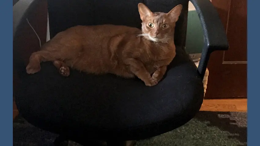 Bentley Cat 