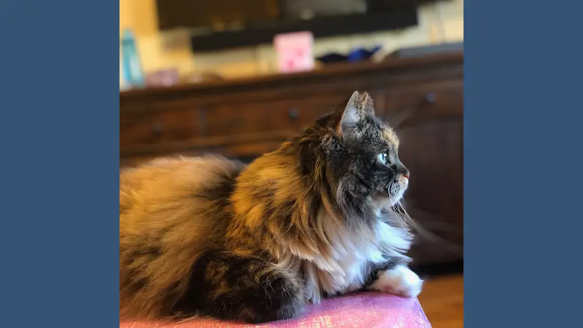 Bentley Cat
