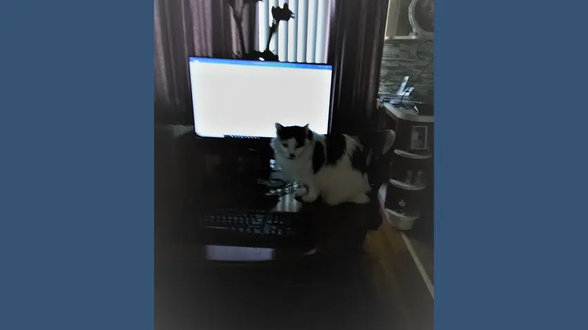 Bentley Cat
