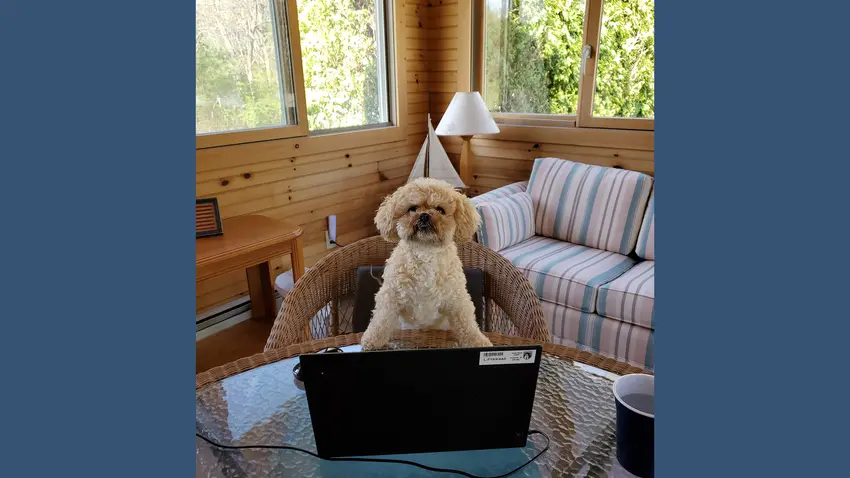 Bentley Dog
