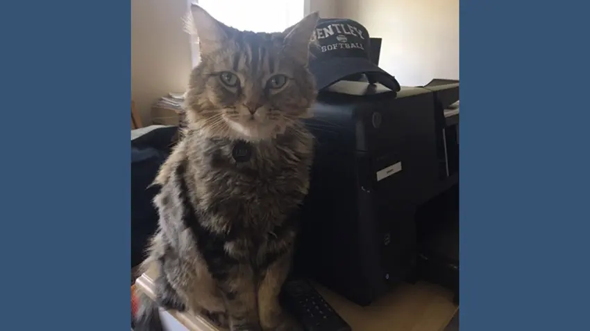 Bentley Cat
