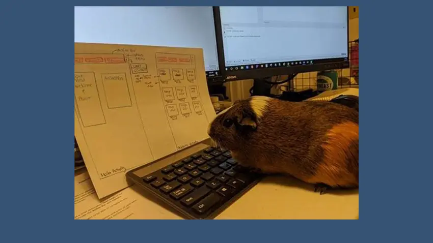 Bentley Guinea Pig