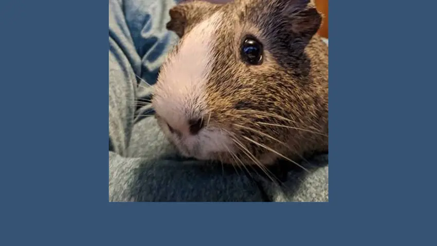 Bentley Guinea Pig