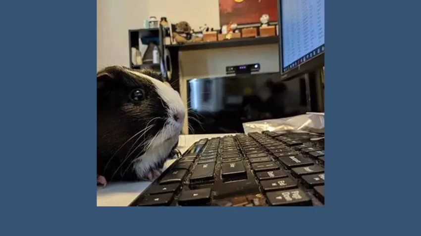 Bentley Guinea Pig
