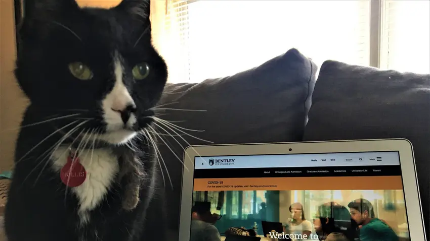Bentley Cat