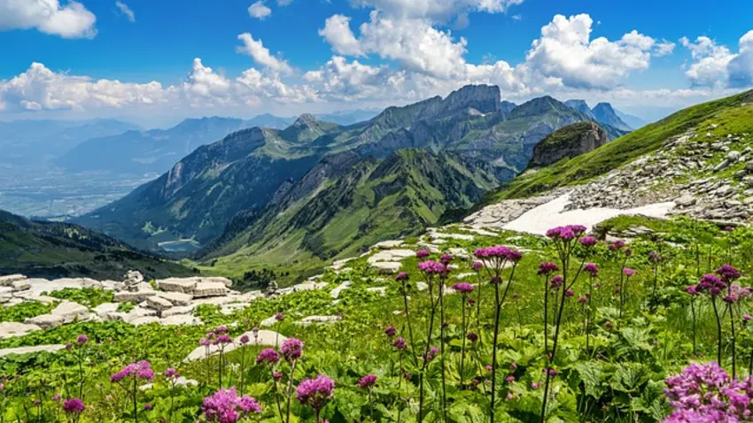 Pink flowers growing in a field with mountains in the background.