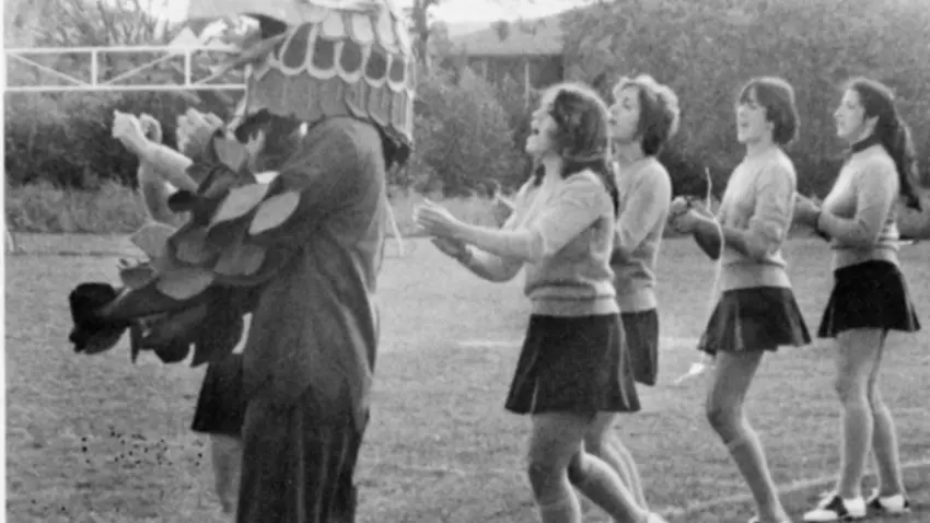 Falcon on the stadium