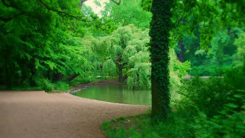 Alternative Text - wooded area surrounding lake