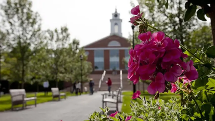 a pink flower with a view of the Bentley University campus in the background