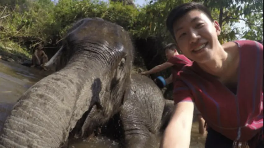 elephant 