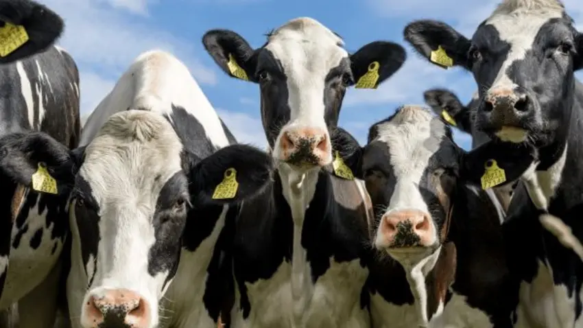cows