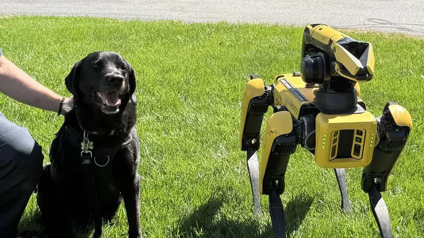 blue with robo dog