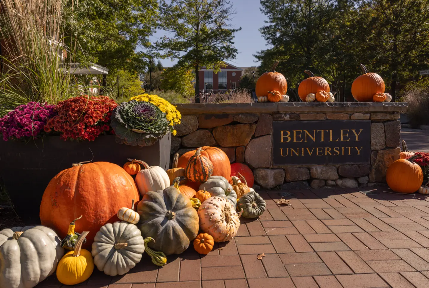 Pumpkins and gourds at Bentley University