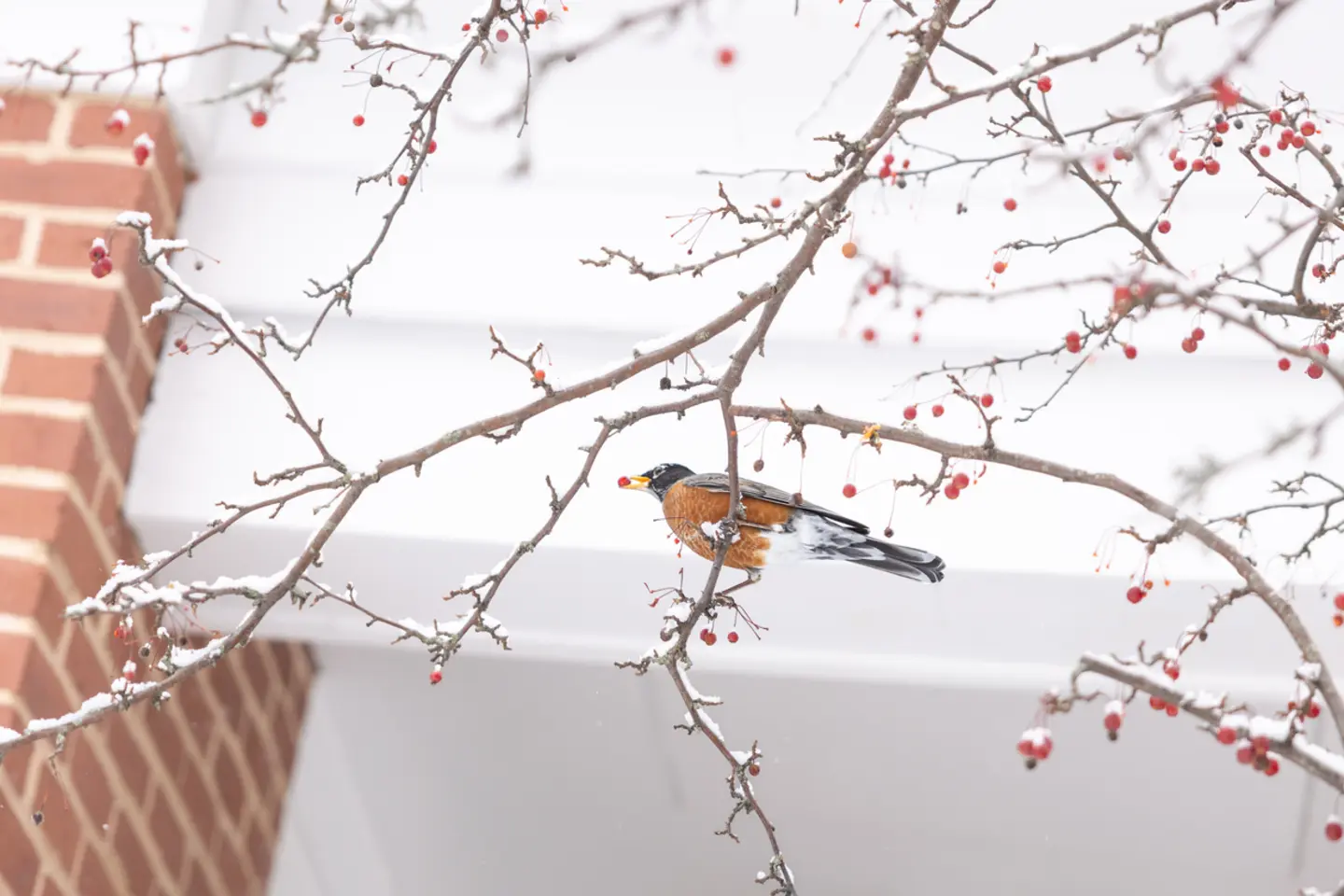 Robin on a winter branch with berries