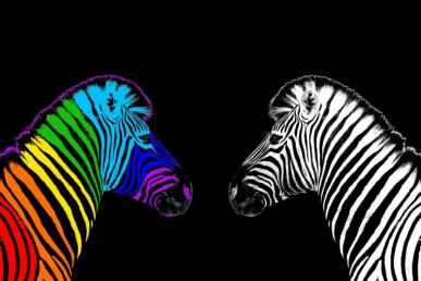 Photo illustration of two zebras facing each other, one featuring the traditional black-and-white color scheme, the other in rainbow colors.