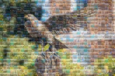 Photo mosaic of Bentley University‘s falcon statue, made up of smaller "tile" photos taken by students during their study abroad experiences.